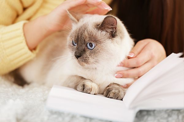 Fluffy cream cat with blue eyes resting beside an open book, gently petted by hands in a cozy setting