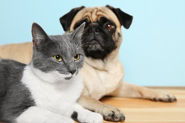 Gray-and-white cat in front of a tan pug on a wooden floor against a blue background