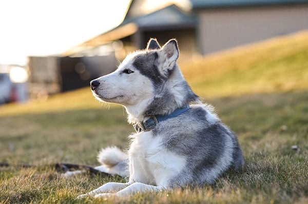 Gray and white husky lying in grass, looking left in warm sunlight