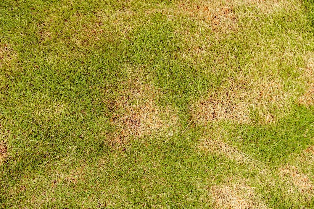 A close up of a lawn with brown spots on it.