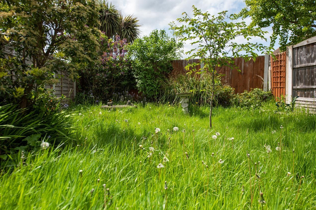 A lush green yard with a wooden fence and trees.
