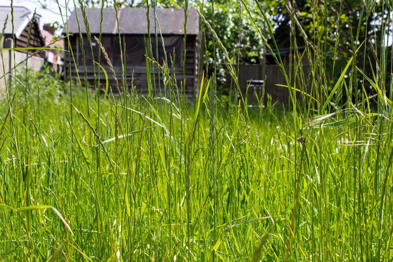 A field of tall grass with a shed in the background.
