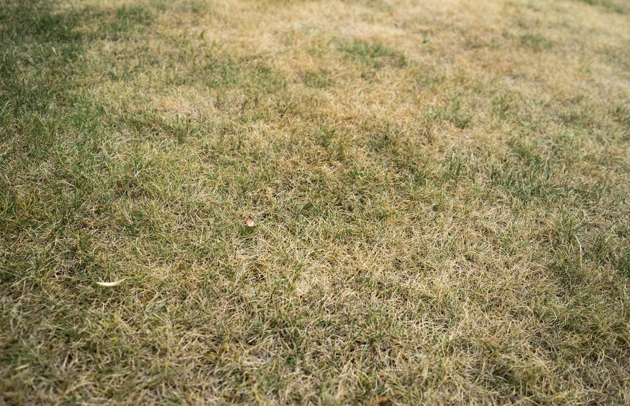 A close up of a field of dry grass.