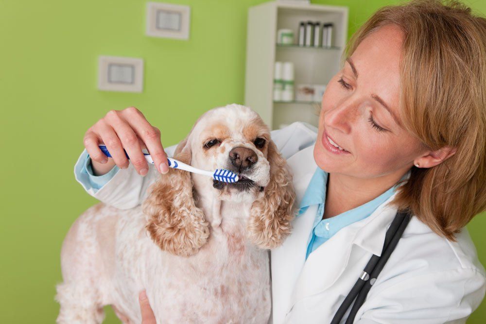 Veterinarian Brushing The Dog's Teeth — Vero Beach, FL — Pet Medical Center Of Vero Beach