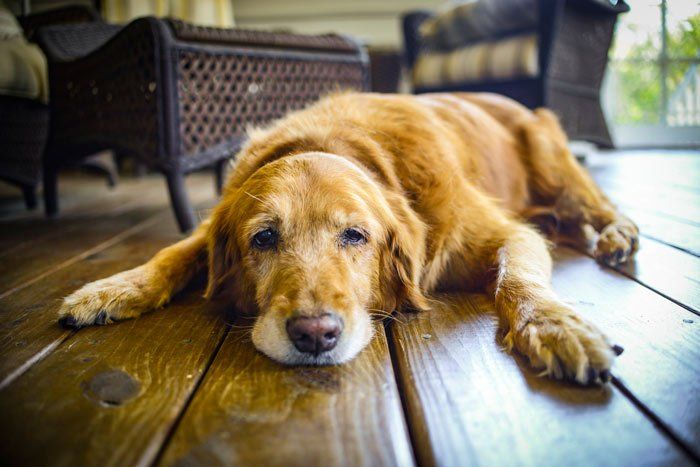 Dealing With Doggie Depression: What You Should Know