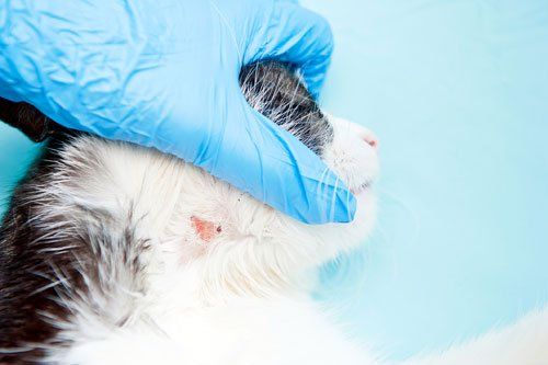 mild ringworm in cats