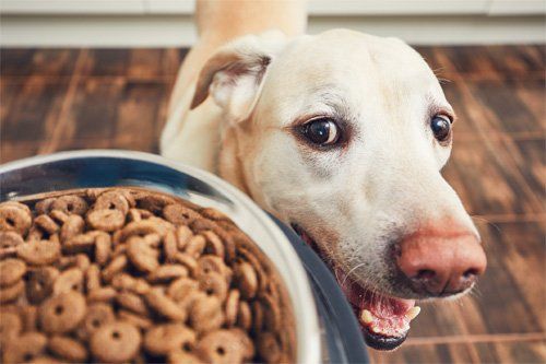 what food helps dogs with constipation