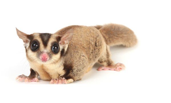 Want a Small Exotic Pet? 5 Considerations Before You Buy