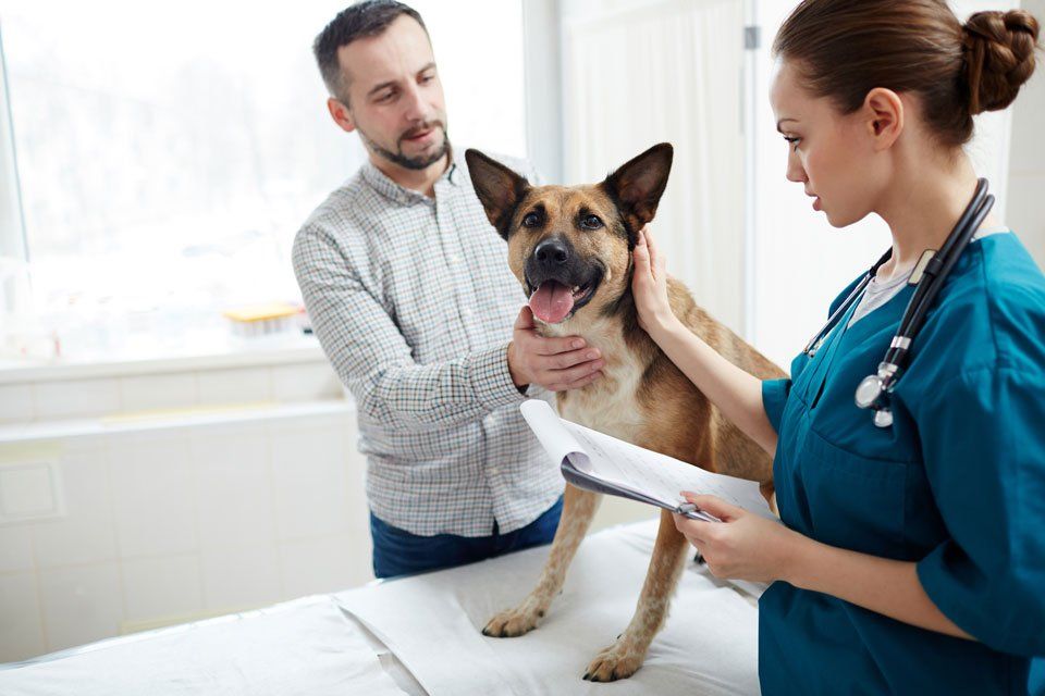 Pet owner with his dog and veterinarian — Vero Beach, FL — Pet Medical Center Of Vero Beach