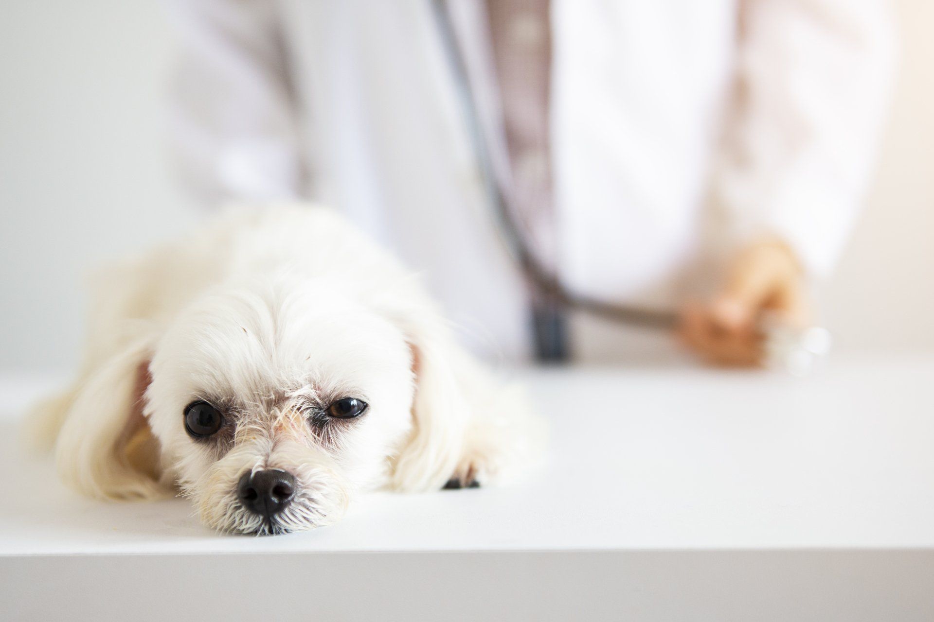 Cute Dog Not Feeling Well — Vero Beach, FL — Pet Medical Center Of Vero Beach