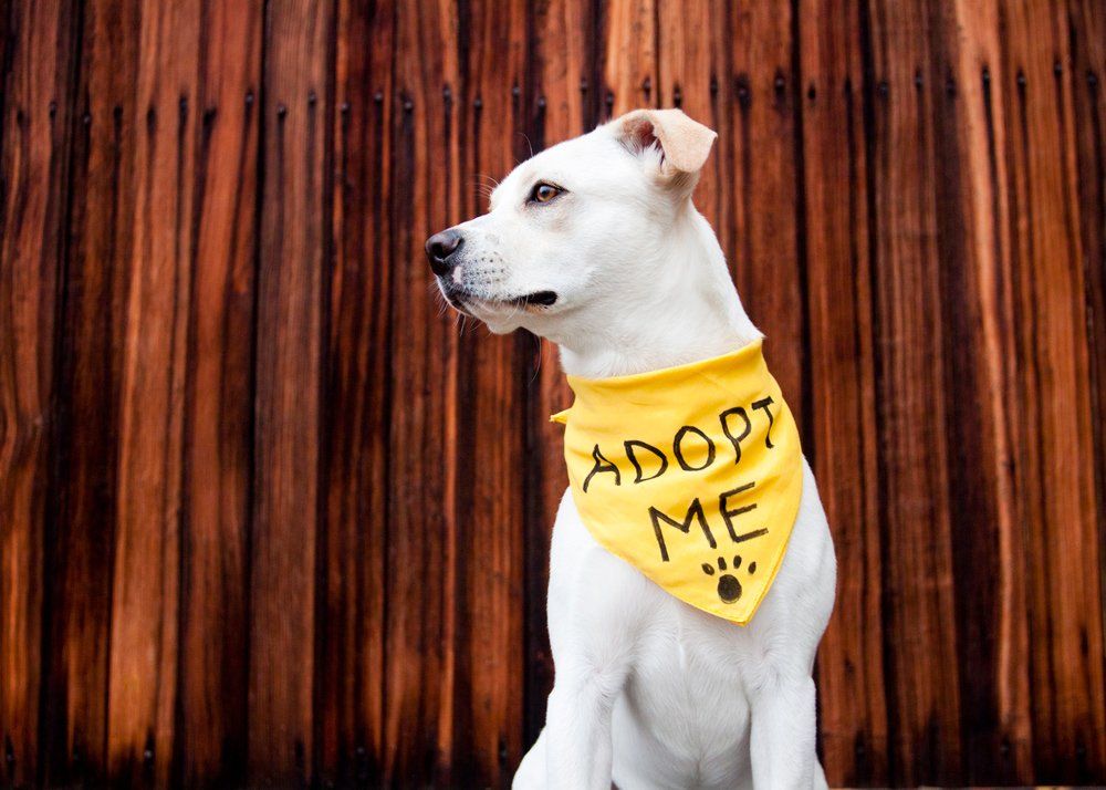 White Adoptable Dog — Vero Beach, FL — Pet Medical Center Of Vero Beach