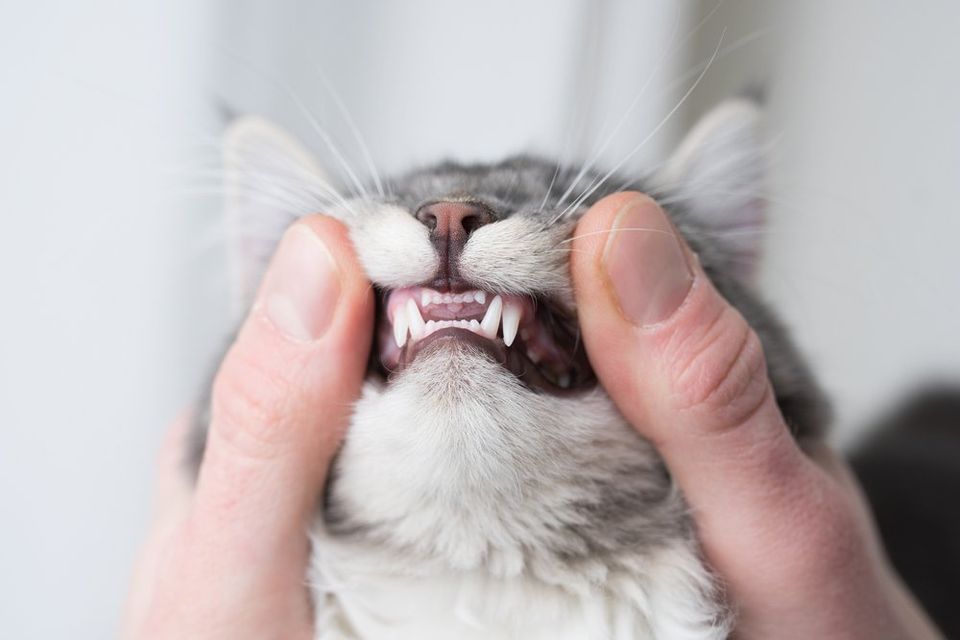 sweatshirt cat sip open teeth mouth