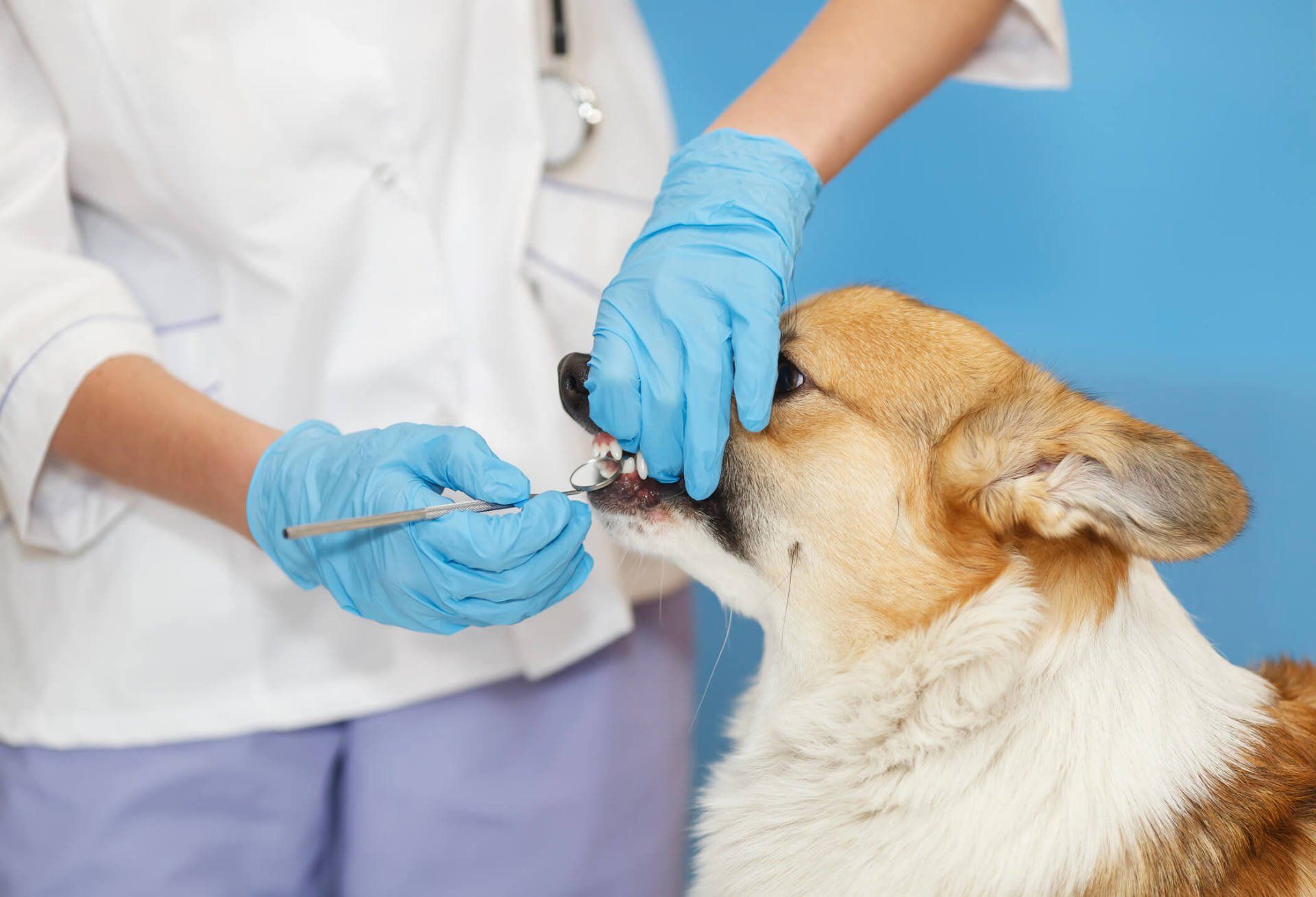 Veterinarian Examines the Mouth of the Corgi Dog — Vero Beach, FL — Pet Medical Center Of Vero Beach