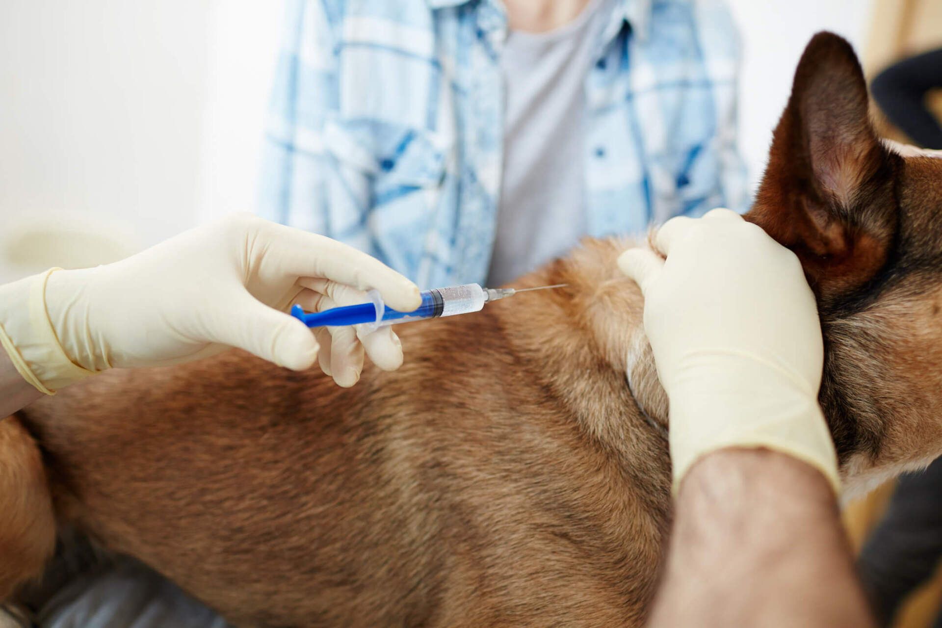 Making Injection — Vero Beach, FL — Pet Medical Center Of  Vero Beach