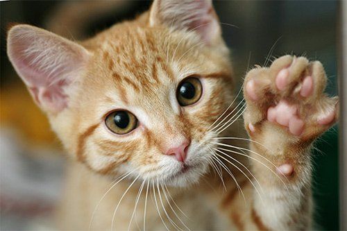 Brown Cat With His Paw Up