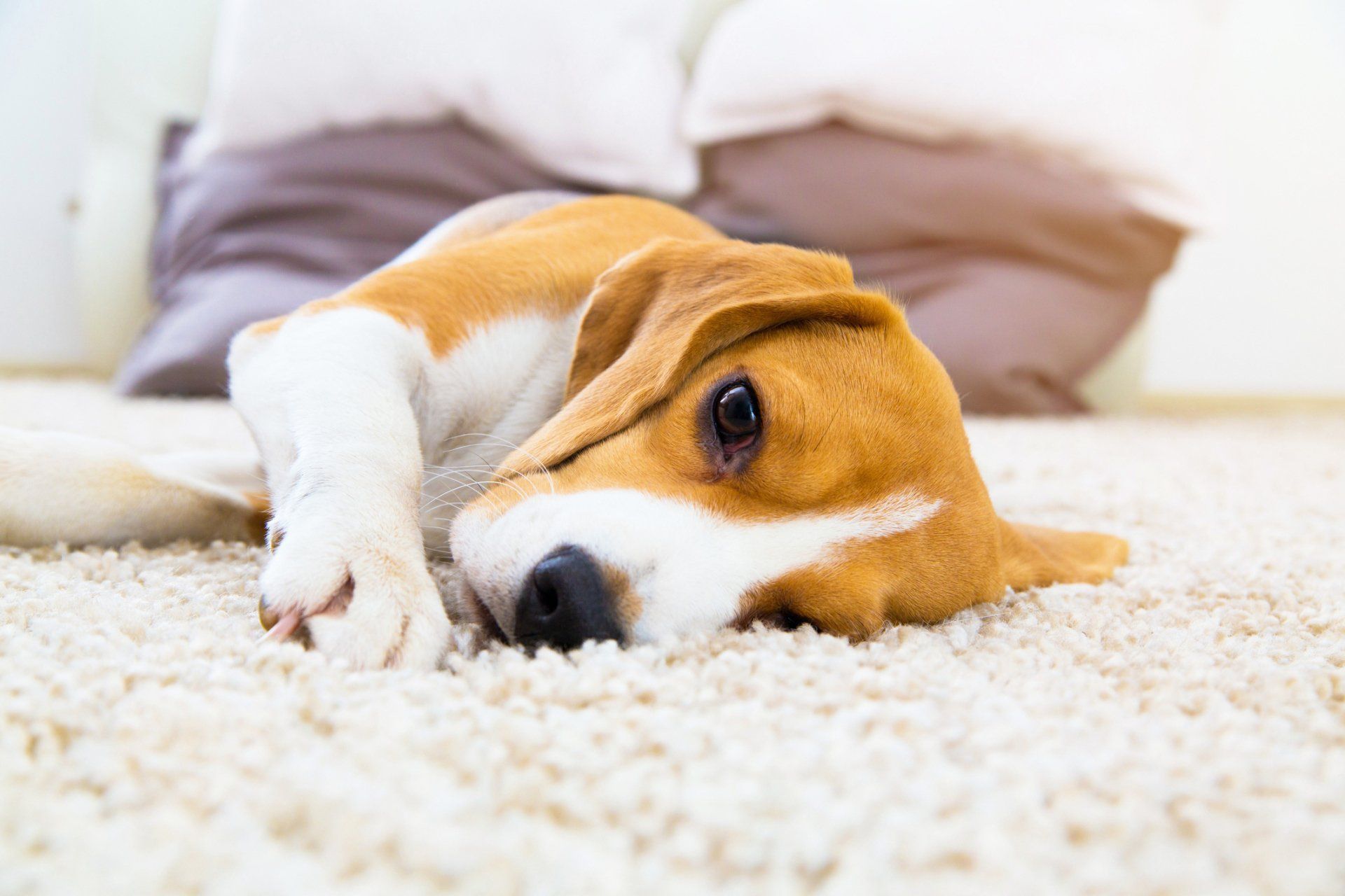 Dog Rest in Carpet