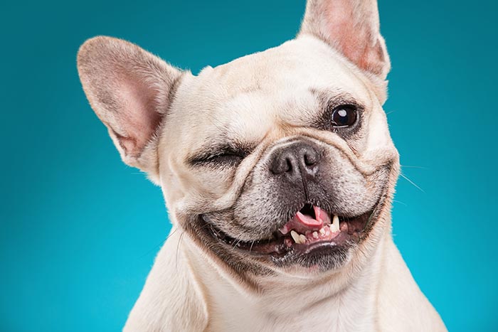 Smiling Bulldog — Vero Beach, FL — Pet Medical Center Of Vero Beach
