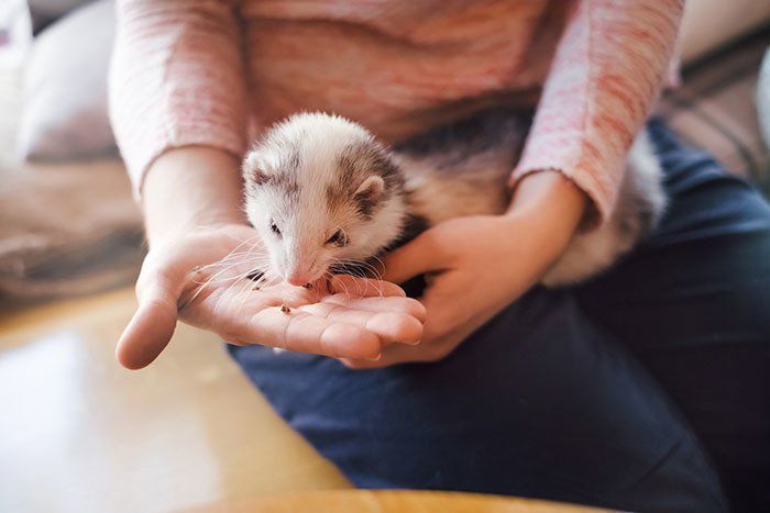 Pet Care — Pet Ferret Eating from The Hand of Its Owner in Vero Beach, FL