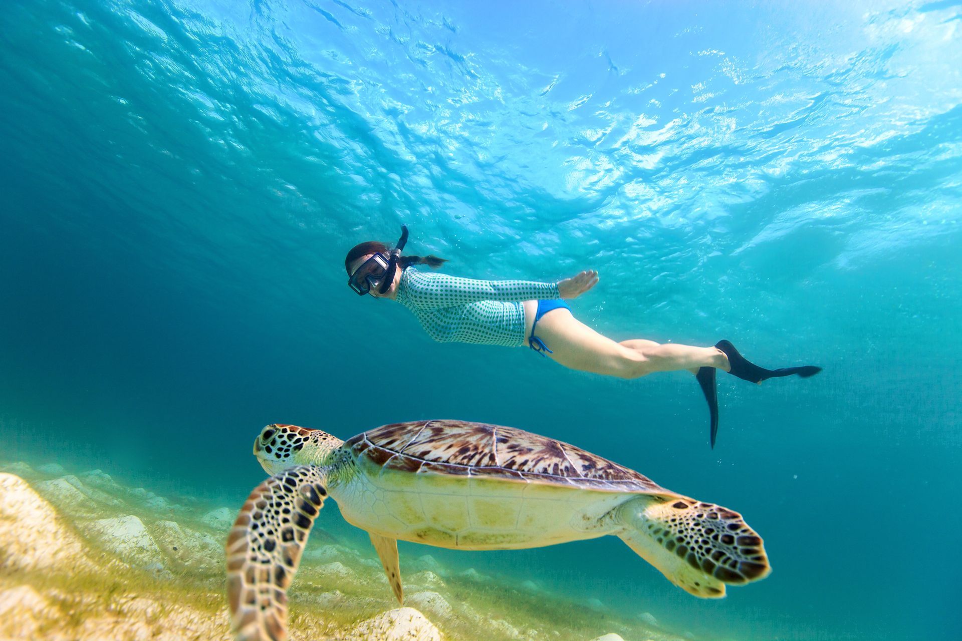 A woman is swimming next to a sea turtle in the ocean