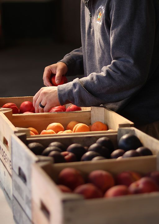 fruits and vegetable 26