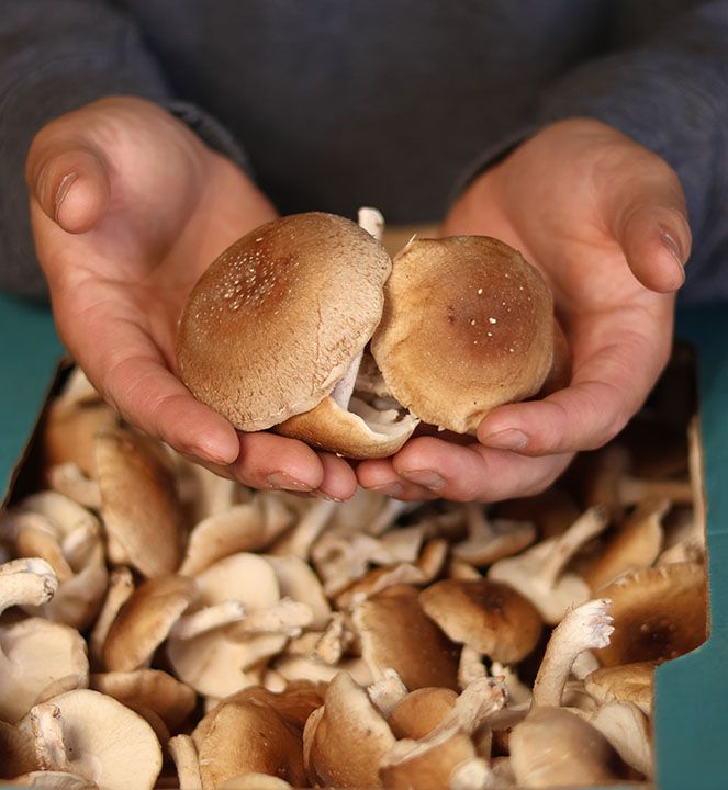 fruits and vegetable 19