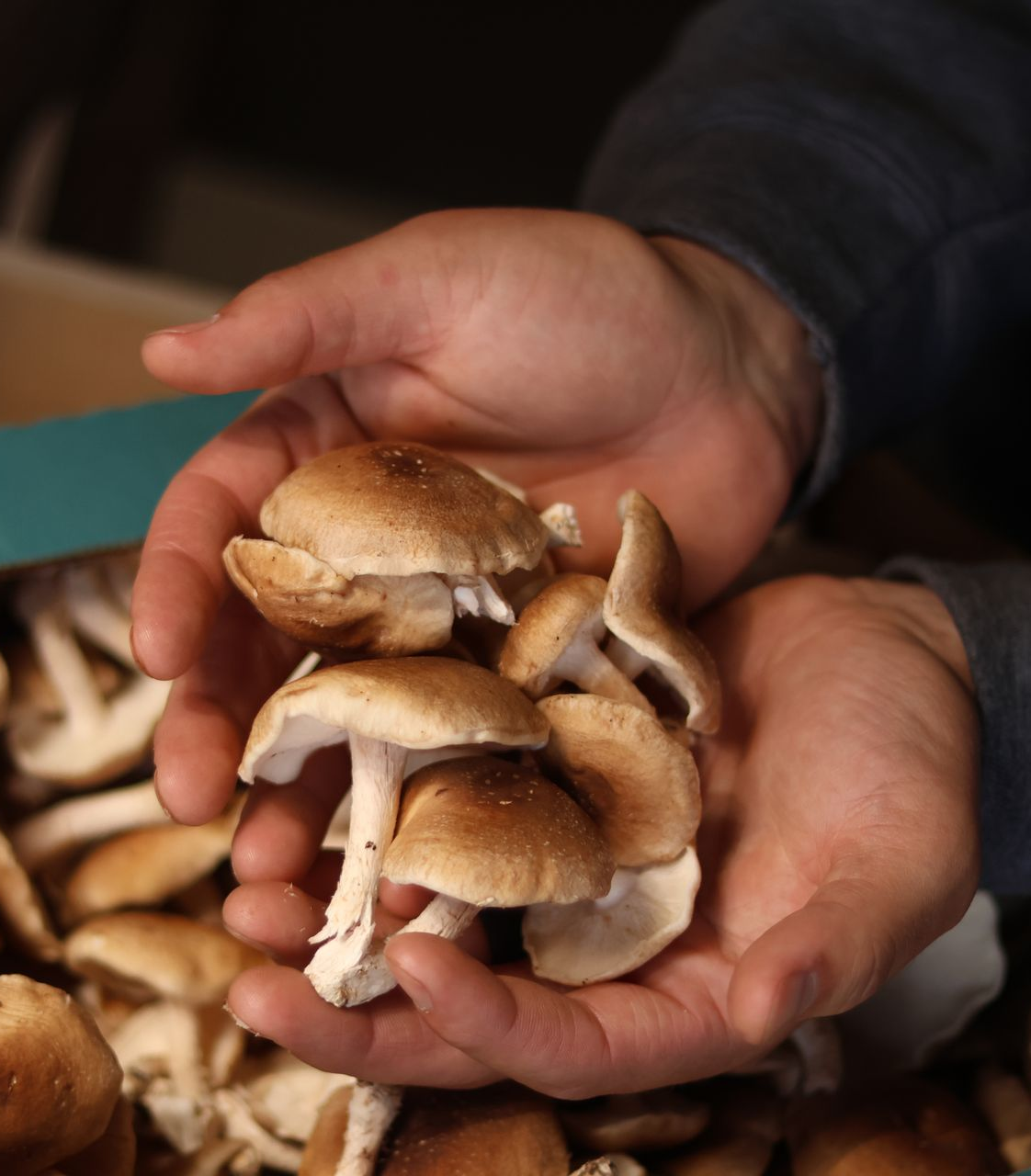 Person, hands and vegetables box for agriculture, sustainability and farming, product growth and agro business. farmer with green harvest and gardening for commerce, food and groceries basket above