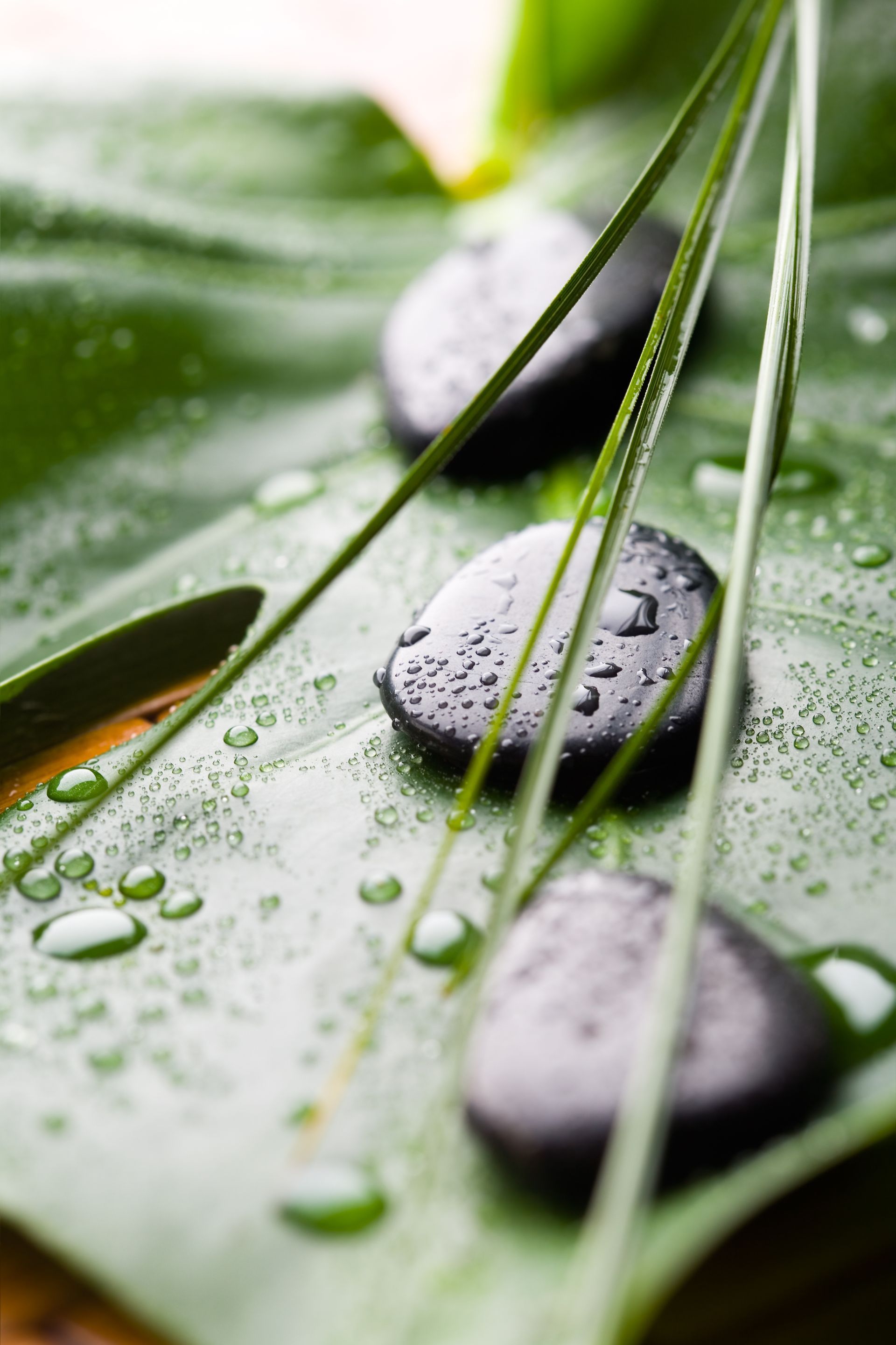 A close up of a leaf with water drops and rocks on it.
