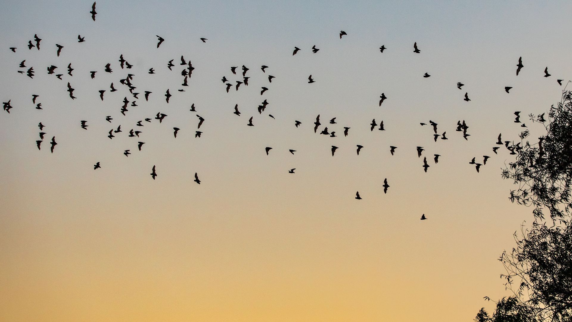 A flock of birds flying in the sky at sunset