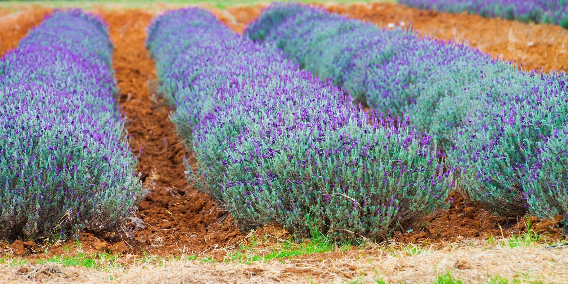 A field of purple lavender plants growing in the dirt.