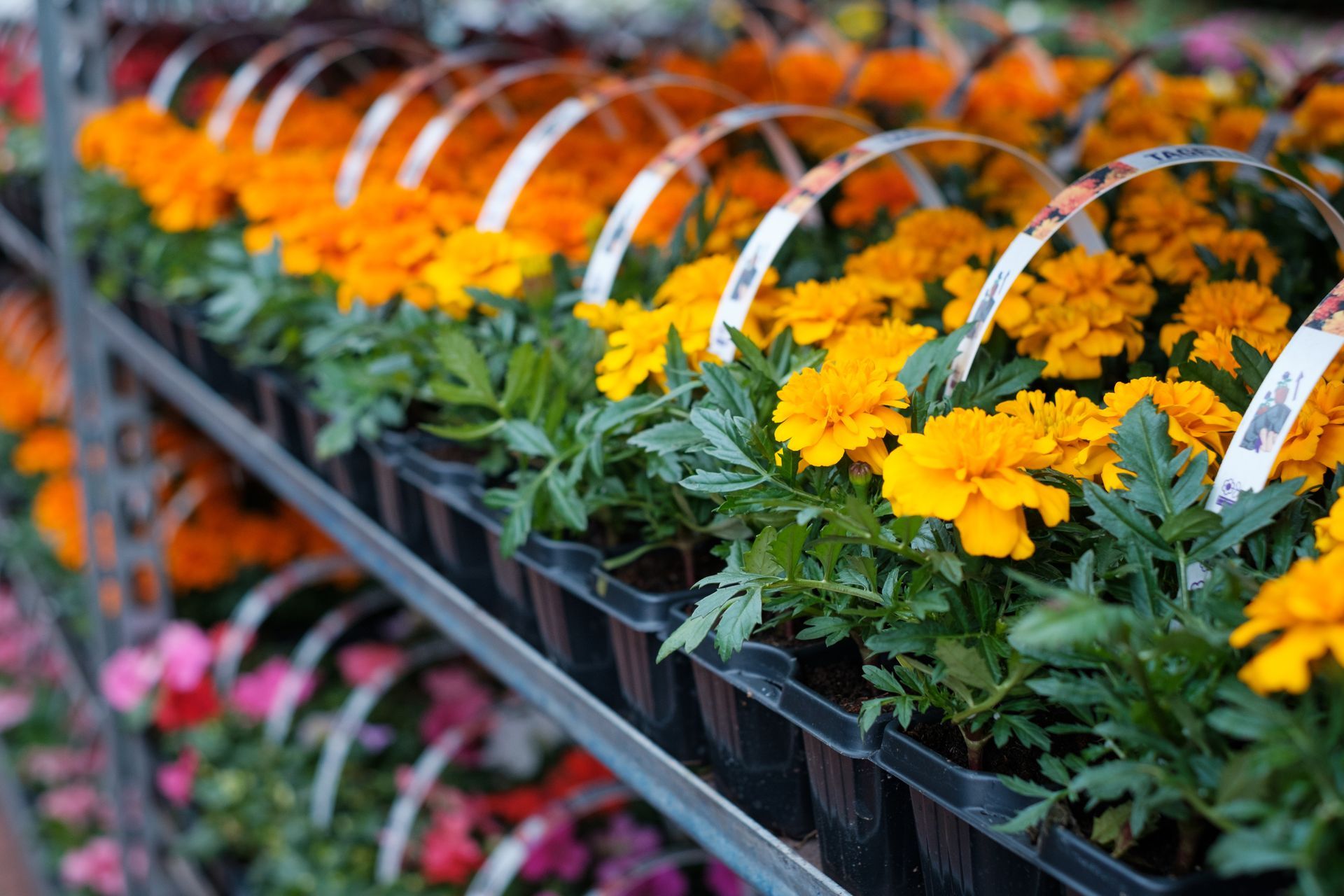 Rows of potted marigolds in orange and yellow, on display at a garden center.