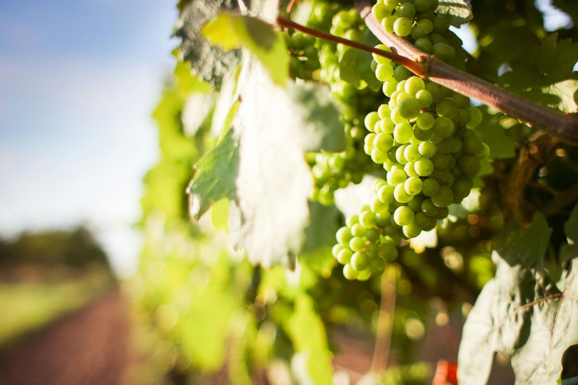 A bunch of green grapes hanging from a vine in a vineyard.
