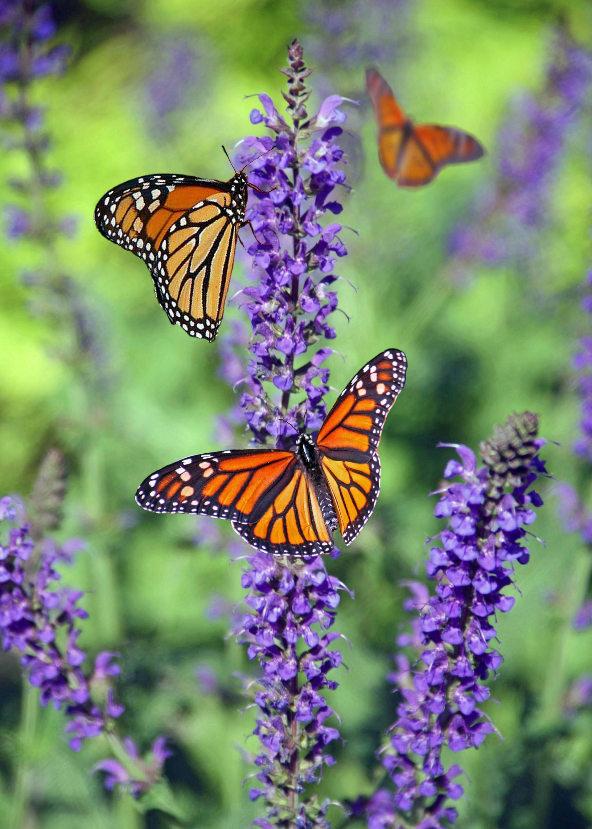 Three butterflies are sitting on a purple flower.