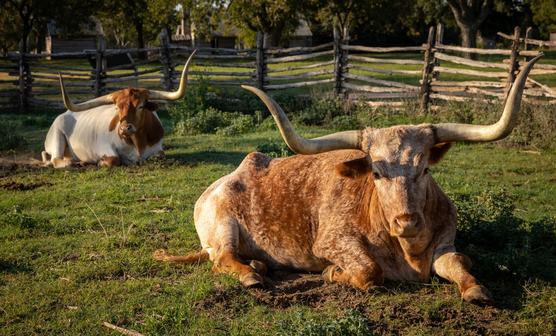 Two longhorn cattle rest in a grassy field near a rustic wooden fence.