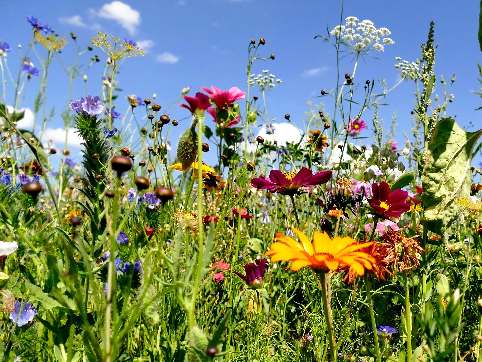 Vibrant wildflowers of various colors bloom in a sunny meadow with a blue sky background.