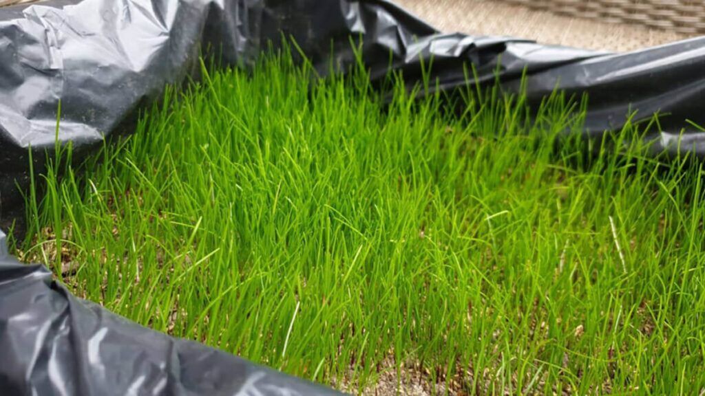 Tee alusmaterjal - haljastustööd