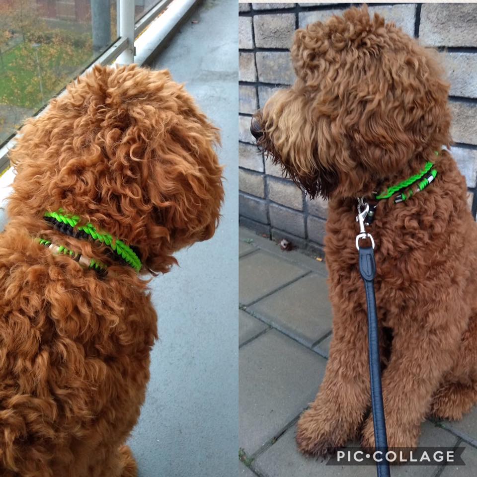honden halsband
