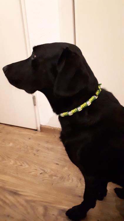 honden halsband