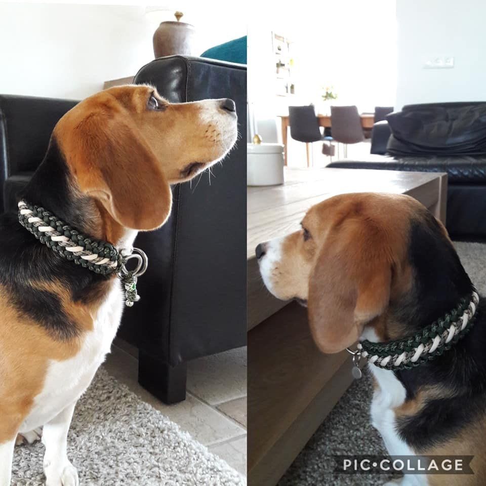 honden halsband