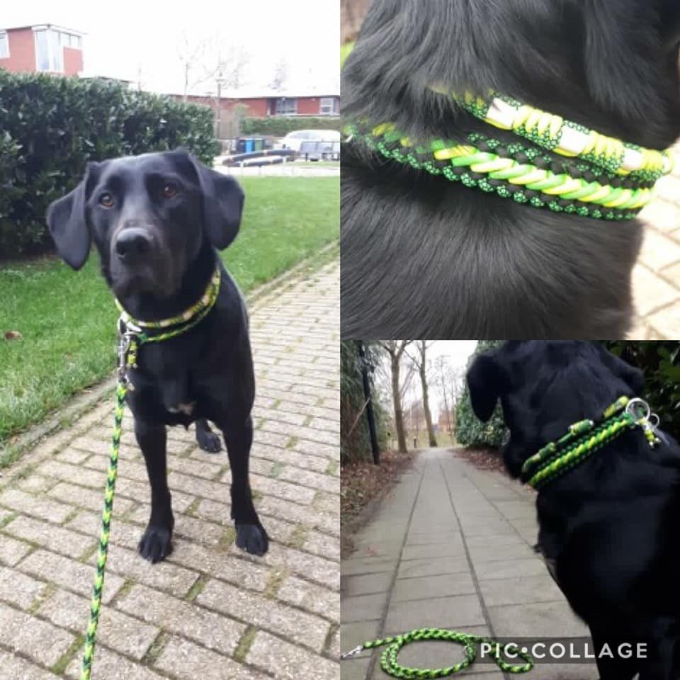 honden halsband