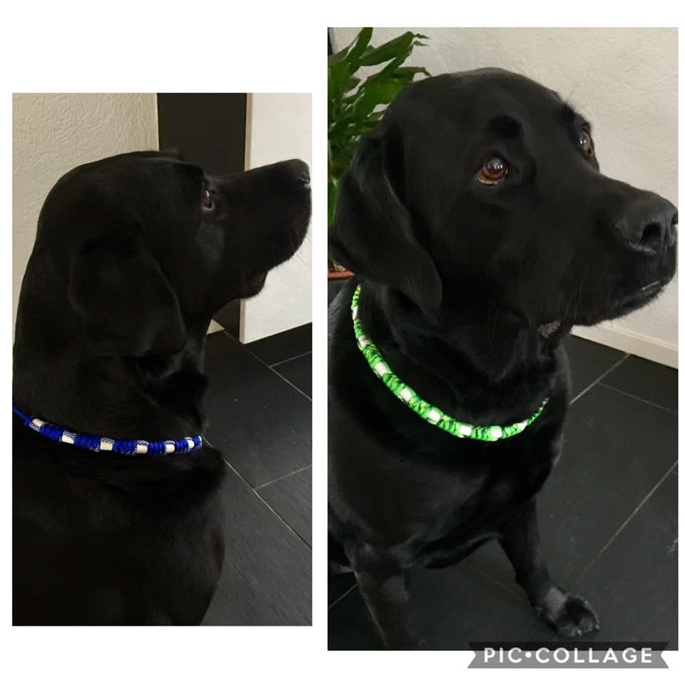 honden halsband