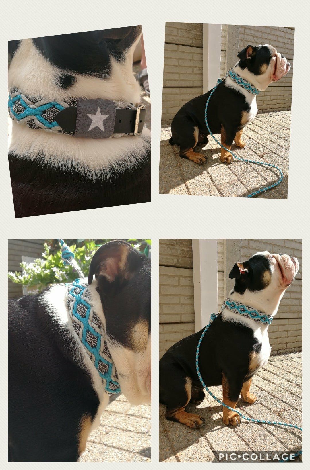 honden halsband