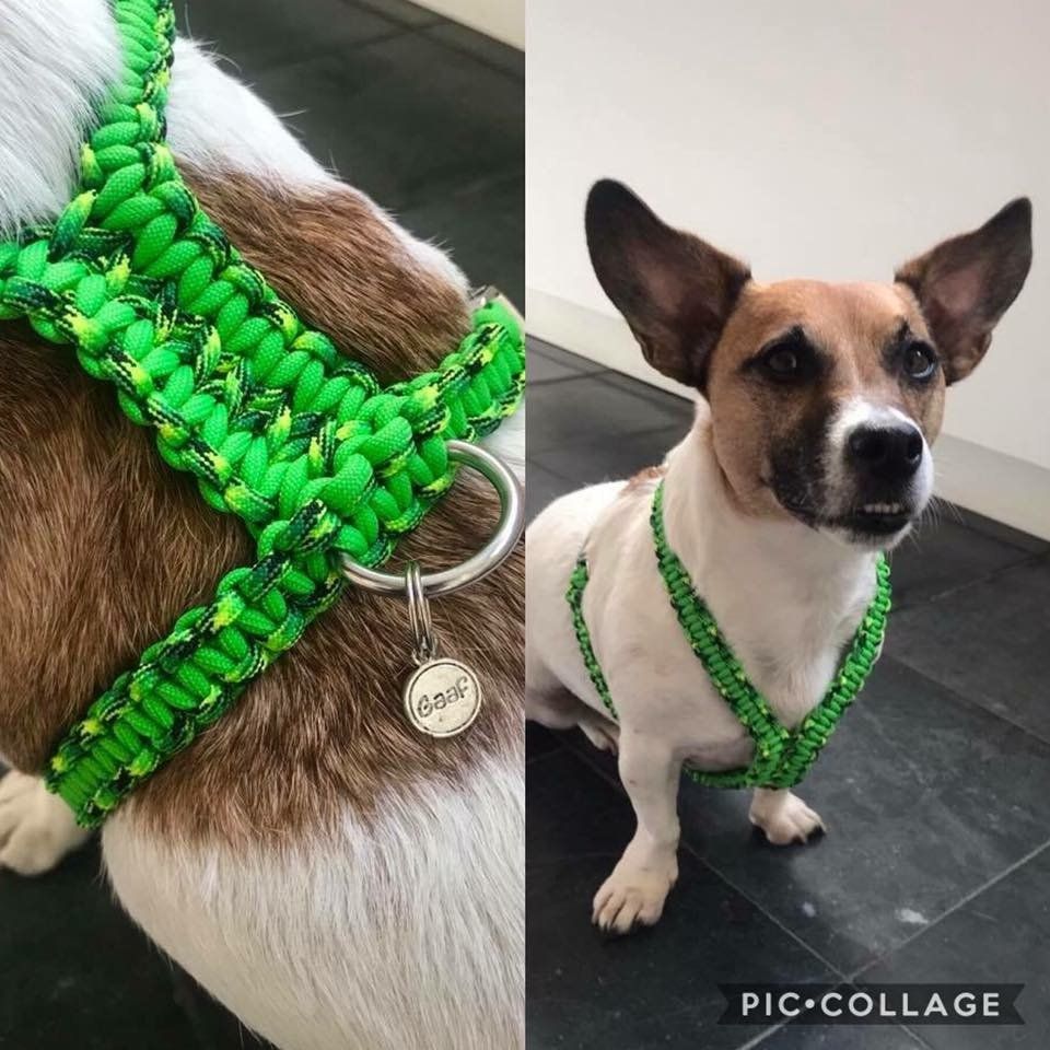 honden halsband