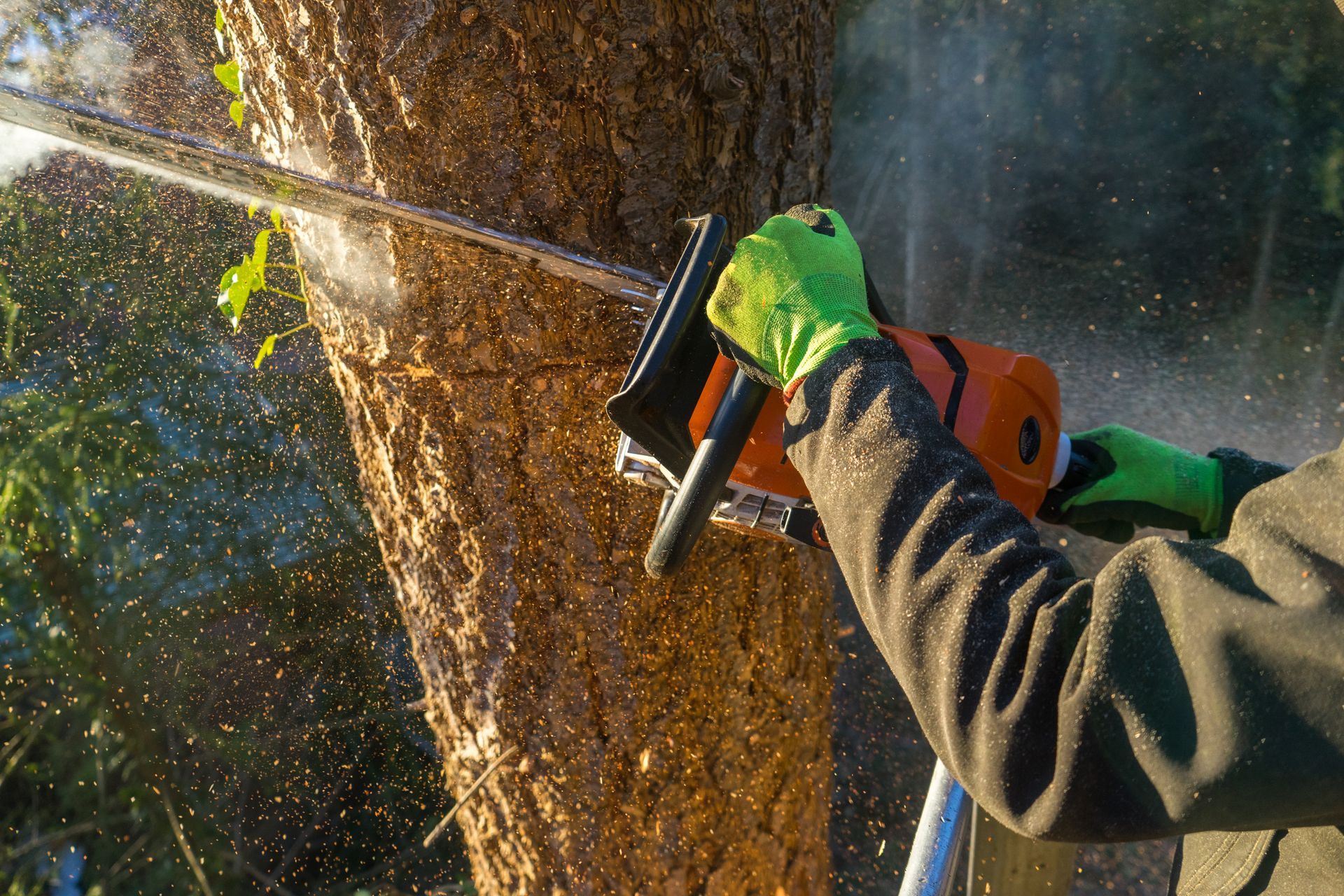 A person is cutting a tree with a chainsaw.