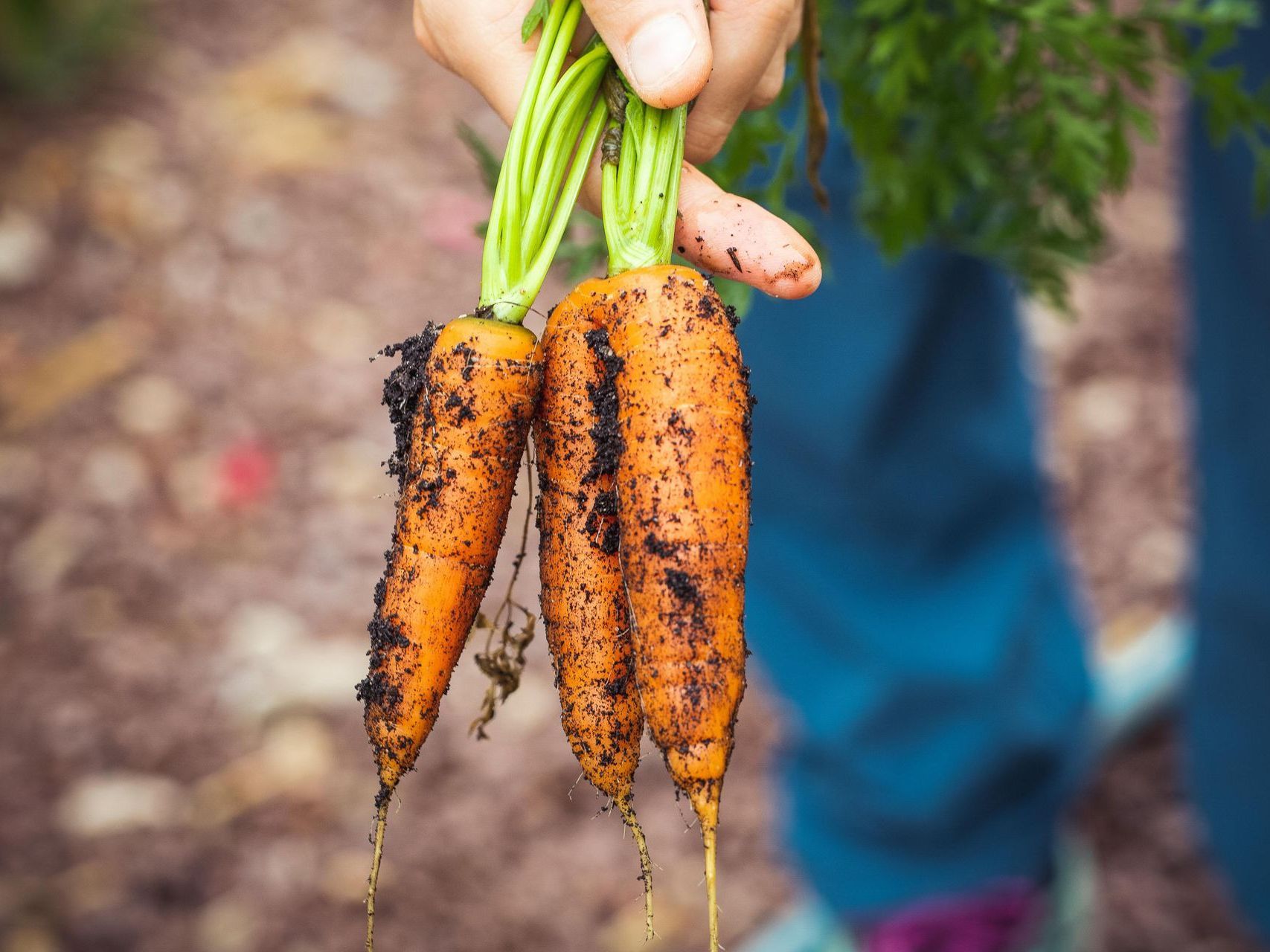 A person is holding a bunch of carrots in their hand.