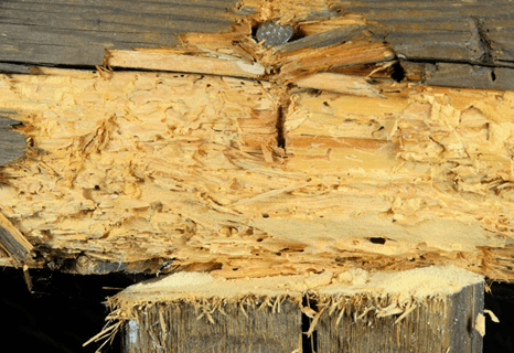 Effective woodworm treatment