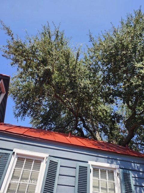 Tree branches over a blue house with a red roof against a blue sky.