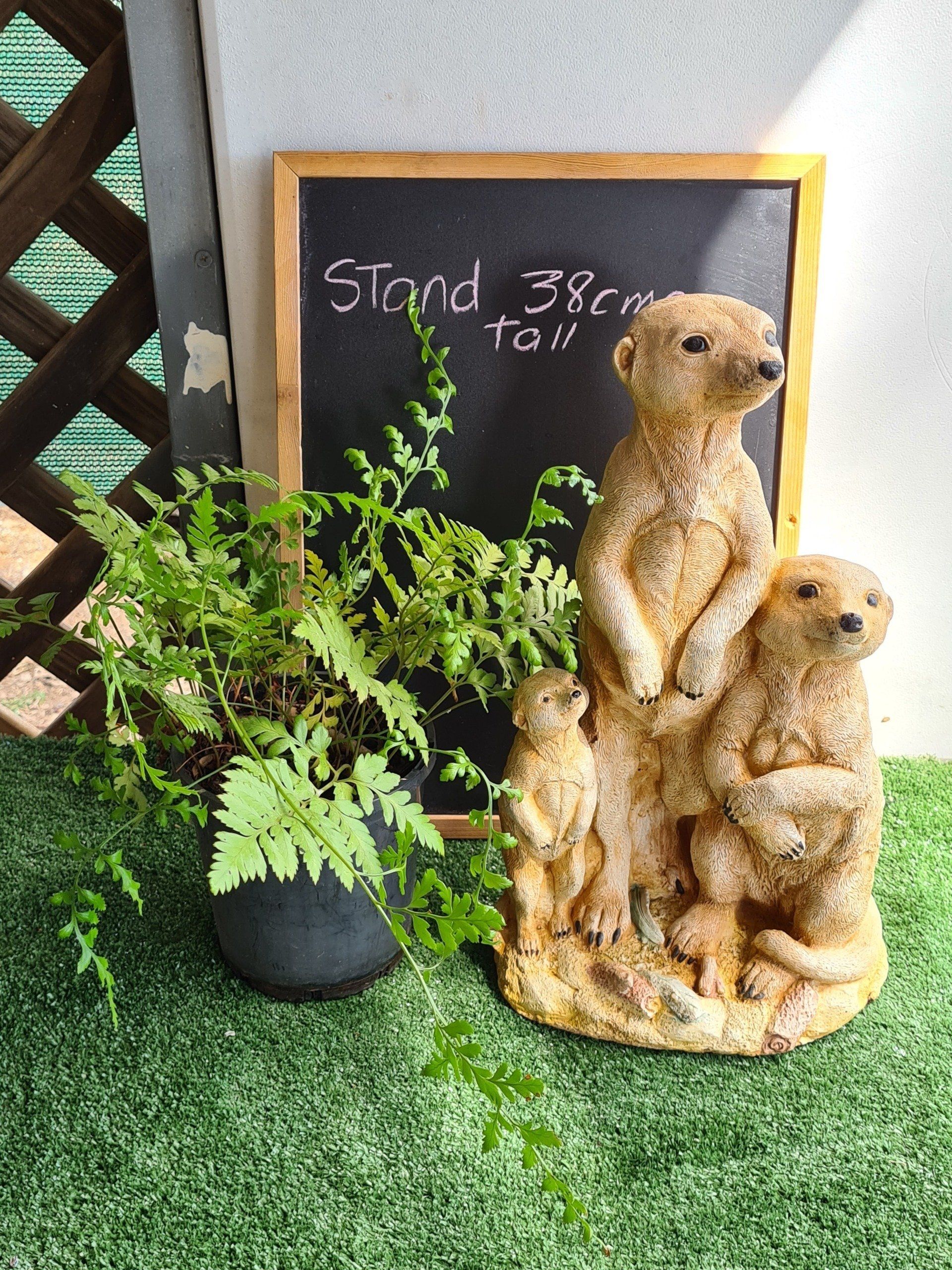 A Family of Meerkats