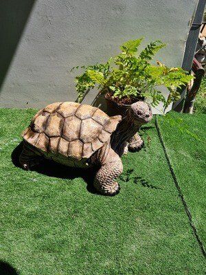 Concrete Tortoise