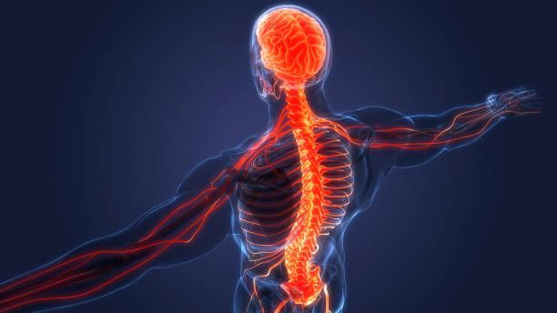 Musculoskeletal Examination at Chiro-Med Chiropractic