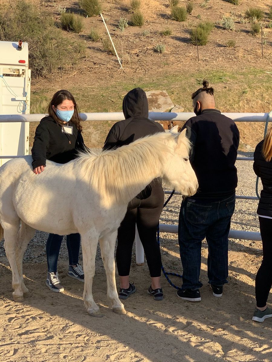 People petting a white pony inside a fenced area.